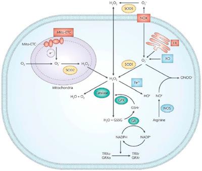 Nanozymes Regulate Redox Homeostasis in ROS-Related Inflammation